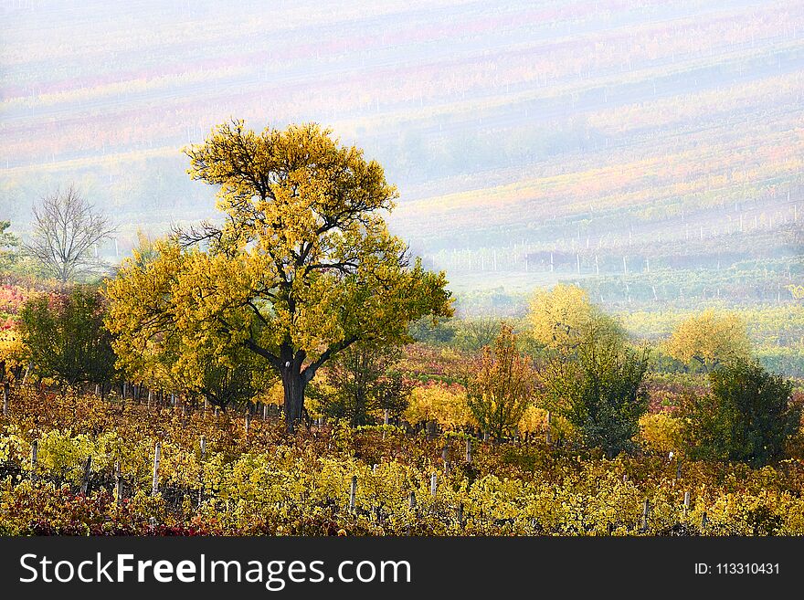 Colorful rows of vineyards in autumn. yellow tree In fog among vineyards. Autumn scenic landscape of South Moravia in Czech Republic.