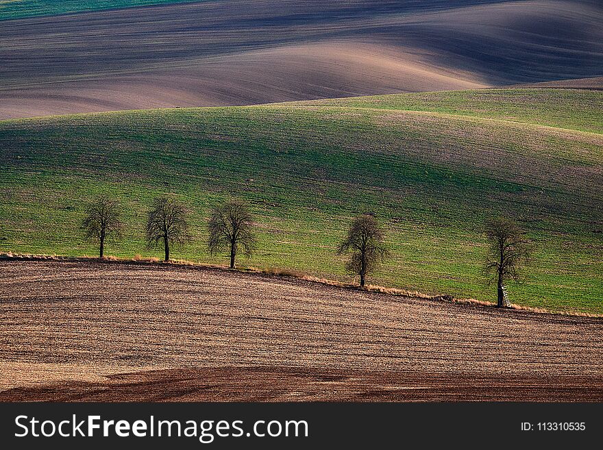 Chestnut Alley in the late fall in the rolling fields at sunset.South Moravia.Czech republic.