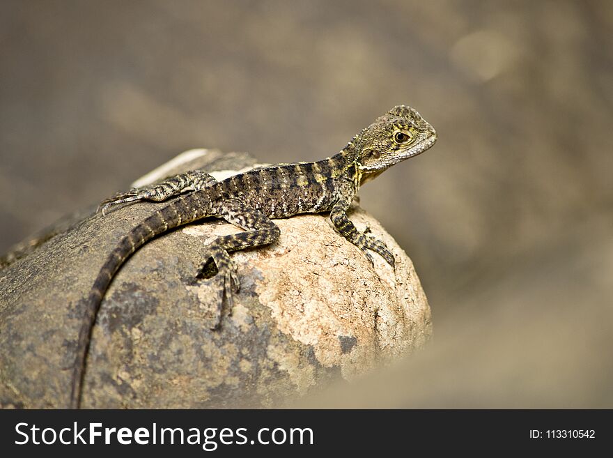 Detail of Australian water dragon in the natur.