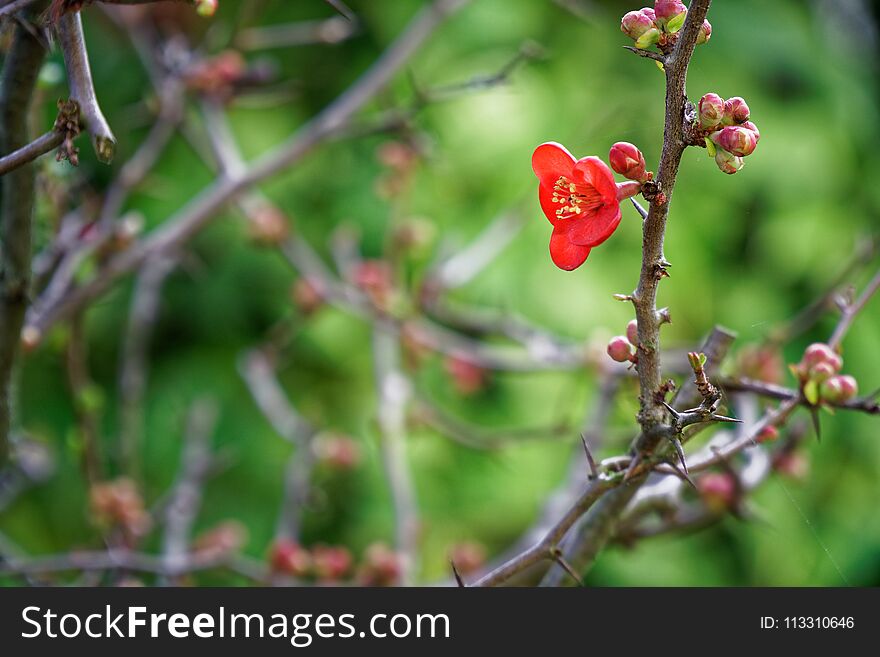 Beautiful little red flower in garden on top of the mountain in winter season, Italy Beautiful famous place to visit during winter
