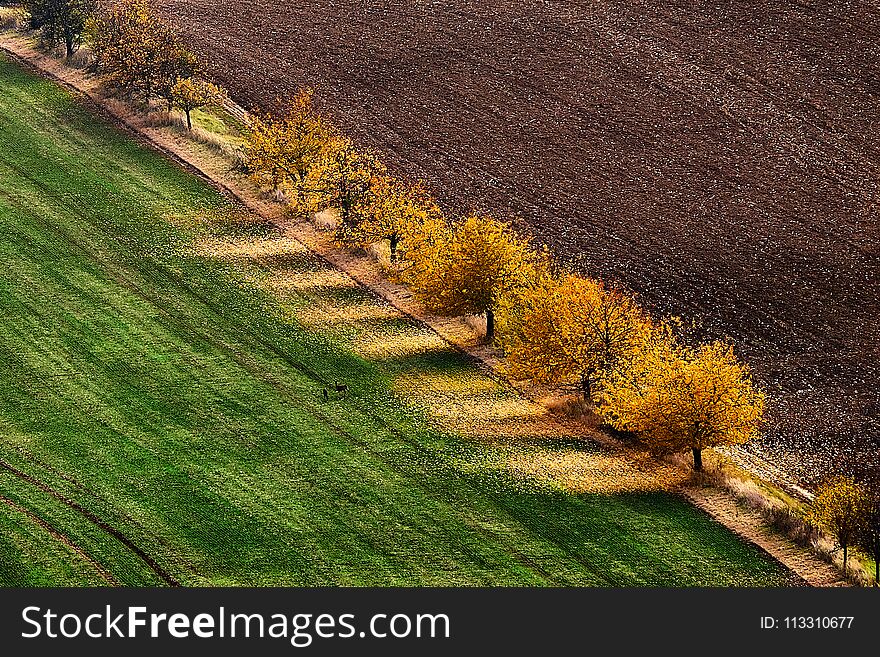 Autumn alley separating green and brown field. South Moravia.Czech republic.