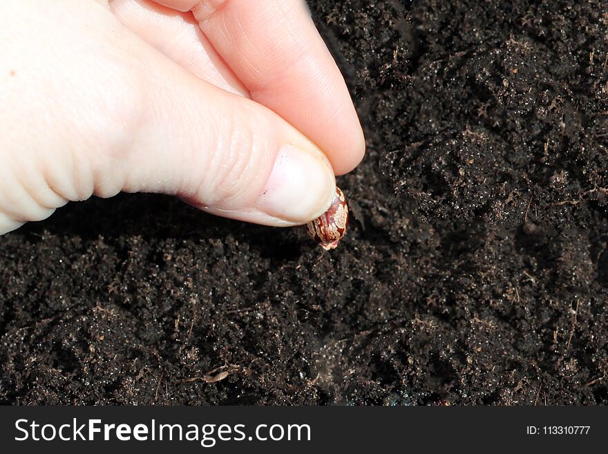 Hand Puts The Seed In The Ground