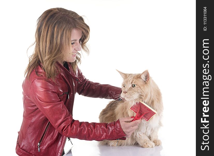 Maine coon cat and woman brushing in front of white background. Maine coon cat and woman brushing in front of white background