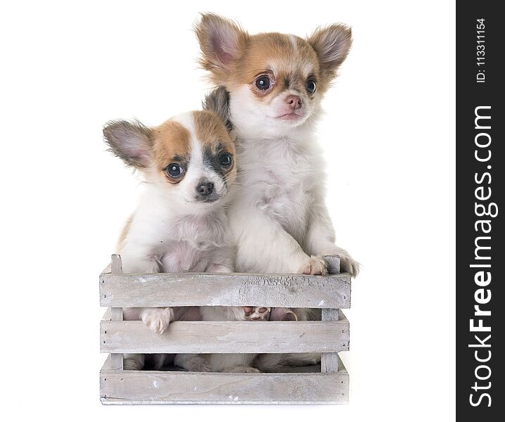 Puppies chihuahua in front of white background. Puppies chihuahua in front of white background