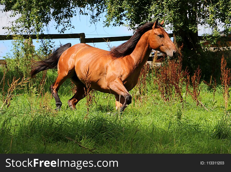 Brown quarter horse is running on the paddock in the sunshine. Brown quarter horse is running on the paddock in the sunshine