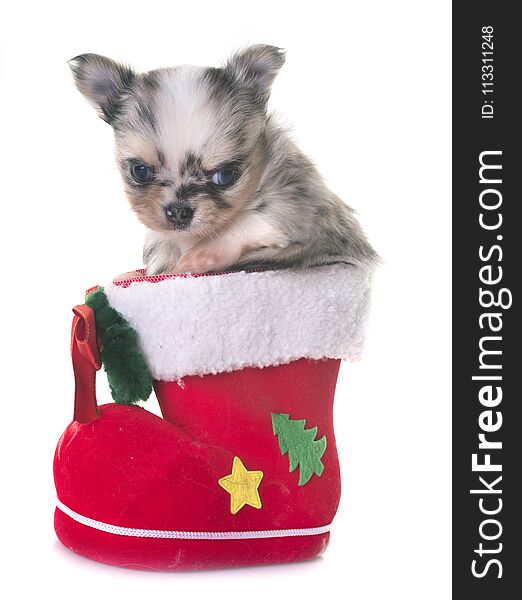 Puppy chihuahua in front of white background. Puppy chihuahua in front of white background