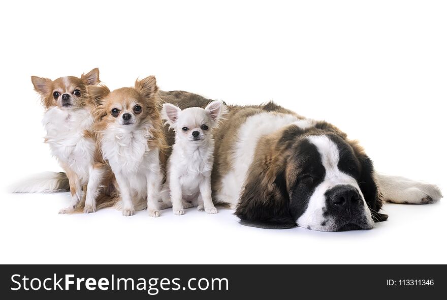 Young saint bernard and chihuahua in front of white background