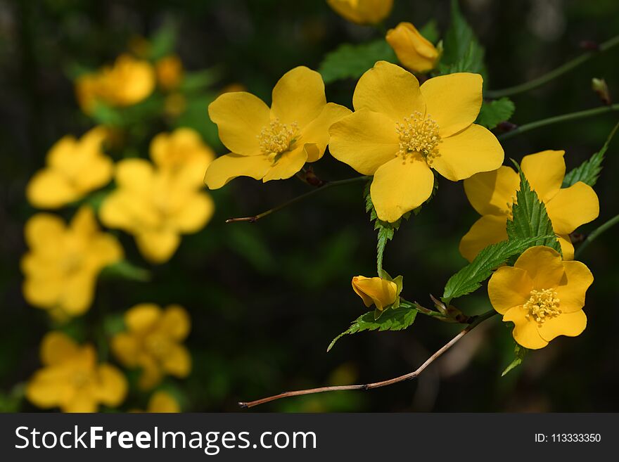 Close-up of Kerria japonica