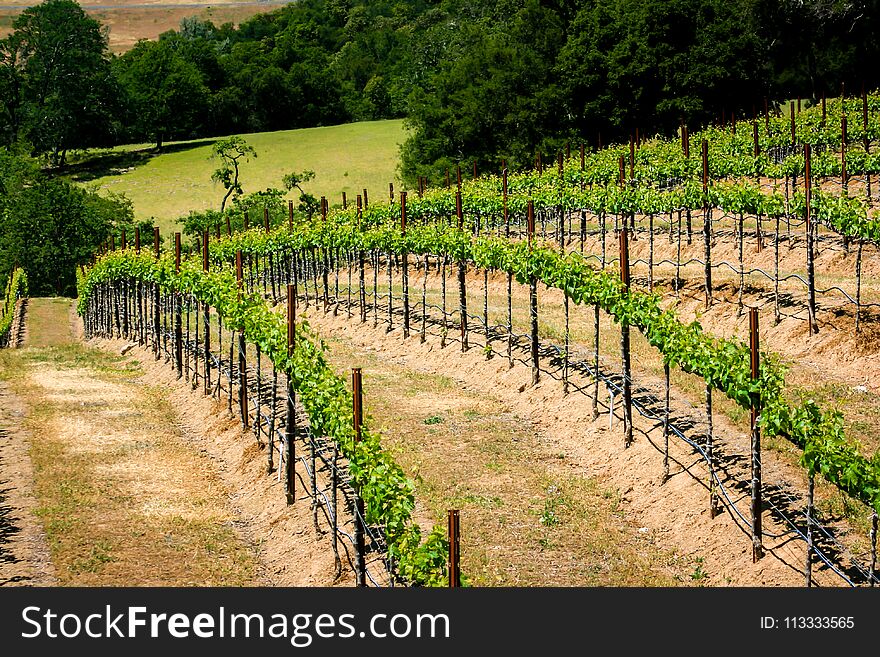 Rolling hills of California vineyards