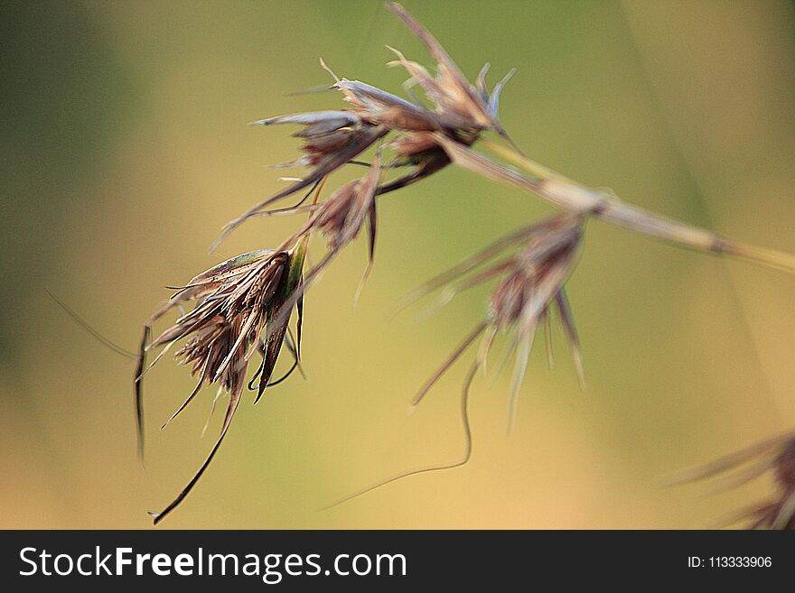 Summer meadows are dry