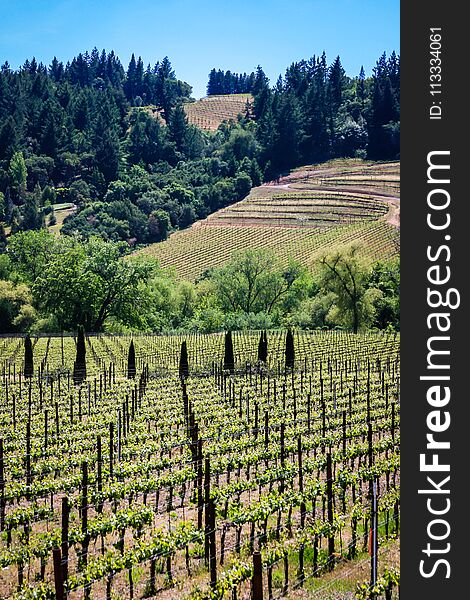 Vineyards on the beautiful rolling hills near Alexander Valley California. Vineyards on the beautiful rolling hills near Alexander Valley California