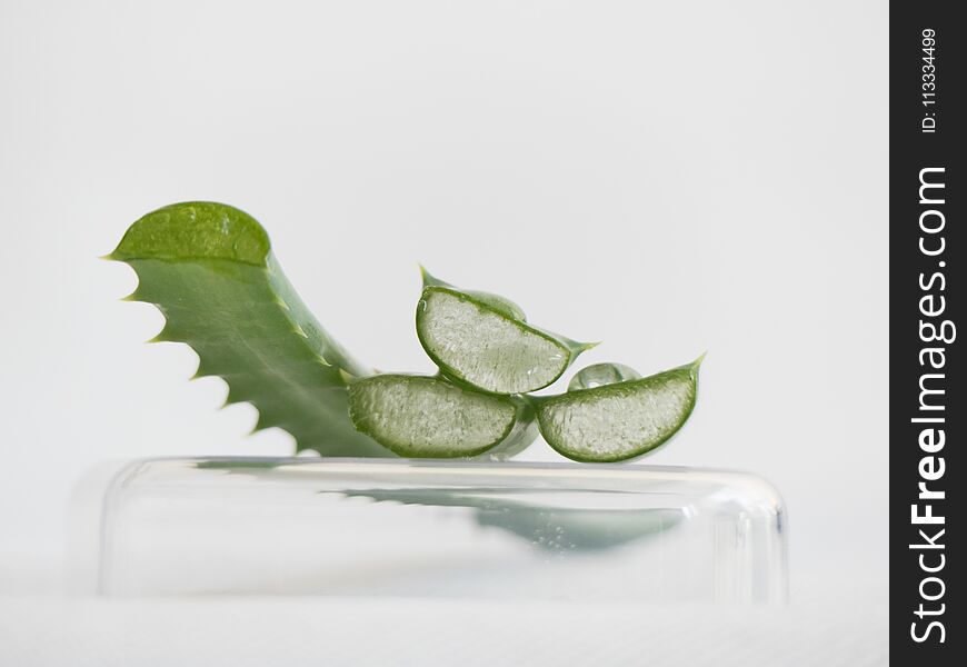 Aloe vera slices white background