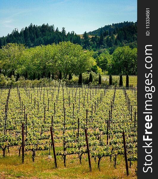 Vineyards on the beautiful rolling hills near Alexander Valley California. Vineyards on the beautiful rolling hills near Alexander Valley California