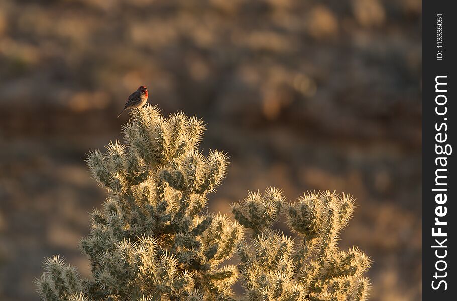 House Finch Sitting On Top Of A Cholla Cactus