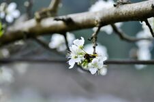 Chinese Plum Tree Or Peach Tree Or Peach Flower Stock Image