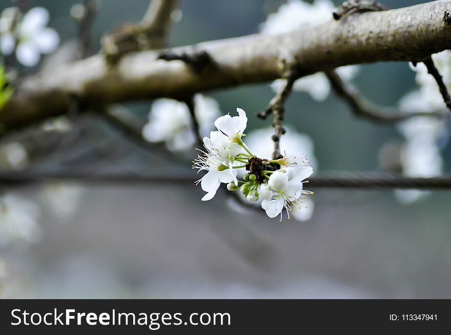 Chinese plum tree or peach tree or peach flower on the tree