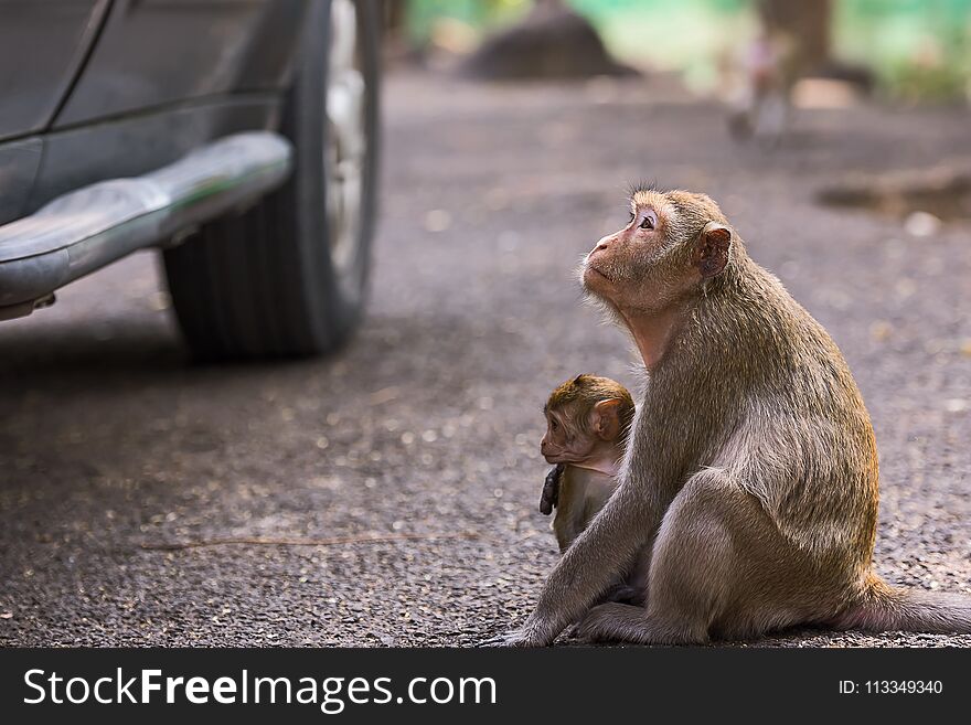 The monkeys sitting next to a car waiting for a food from peoples inside. The monkeys sitting next to a car waiting for a food from peoples inside.
