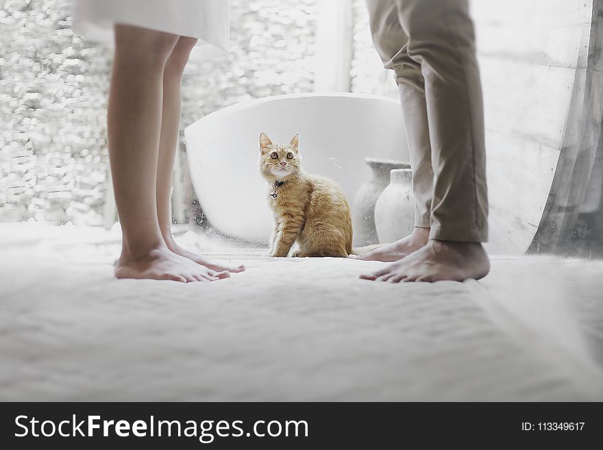 Photo of a Tabby Cat Between People