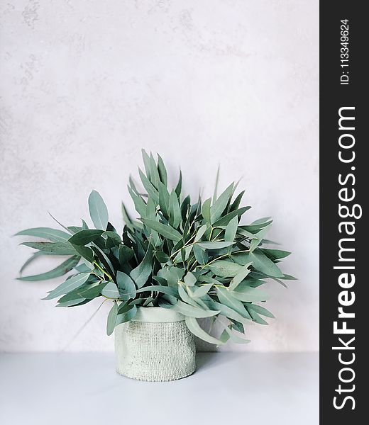 Photo Of Plants On White Pot