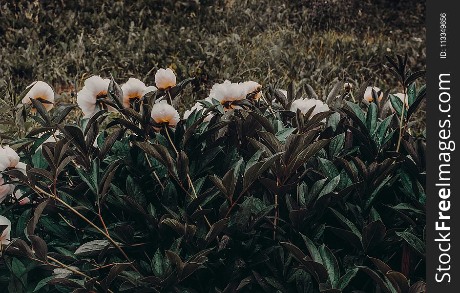 Photo Of White-and-orange Petaled Flowers