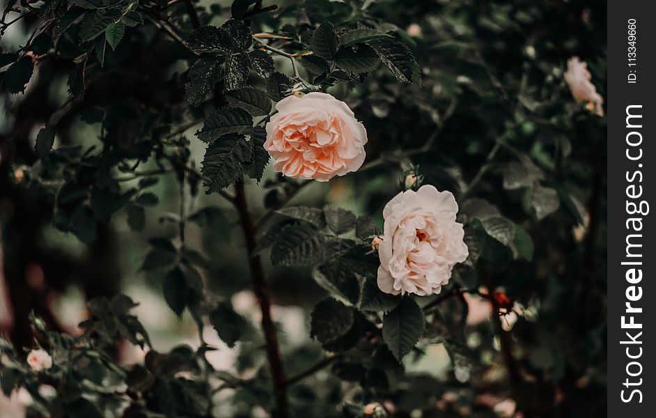 Two Pink Petaled Flowers