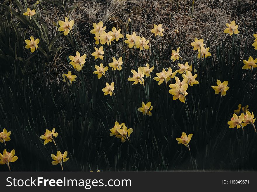 Yellow Petaled Flowers