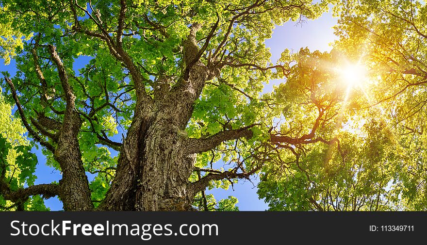 Old linden tree foliage in morning light with sunlight