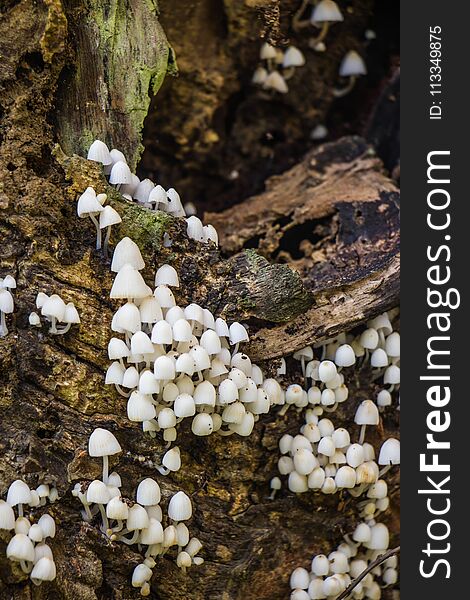 All white mushrooms on wood background. All white mushrooms on wood background