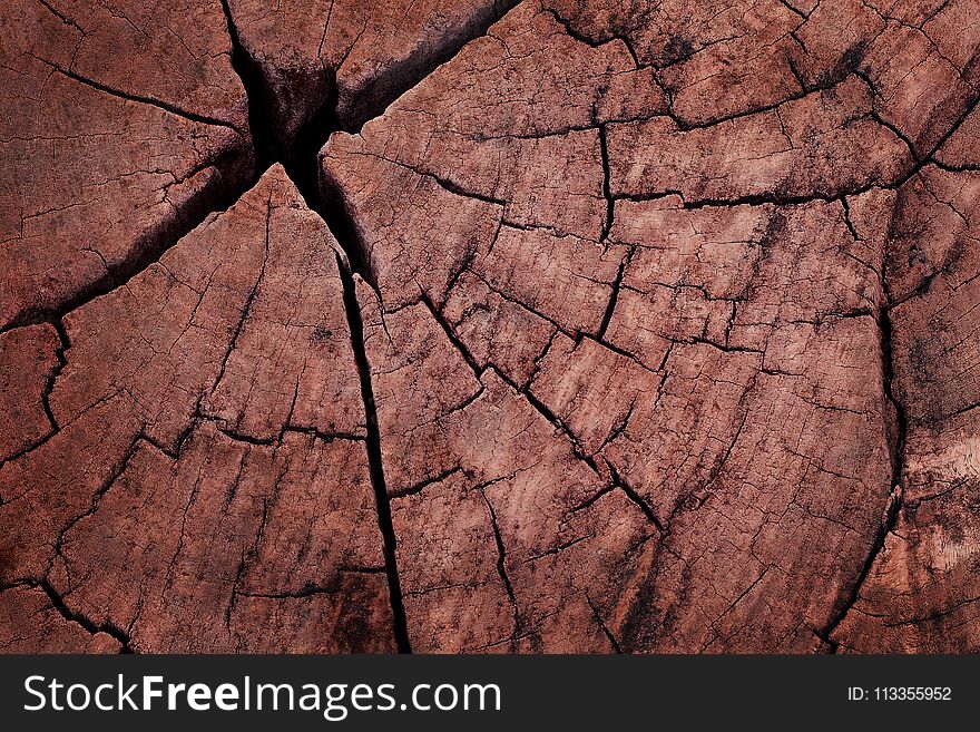 Wooden wall background, texture of bark wood with old natural pattern.