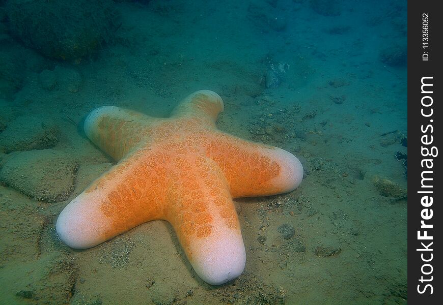 The amazing and mysterious underwater world of the Philippines, Luzon Island, Anilаo, starfish