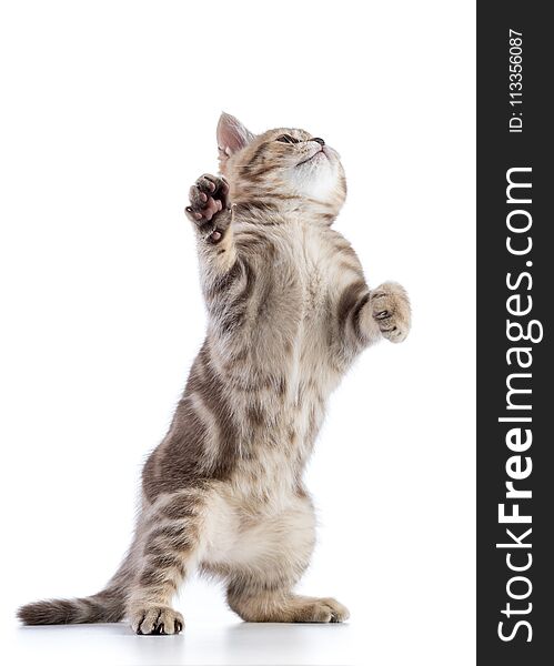 Funny kitten cat standing isolated on white background
