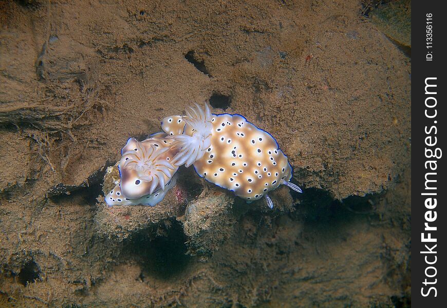 The amazing and mysterious underwater world of the Philippines, Luzon Island, AnilÐ°o, true sea slug