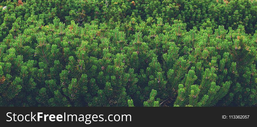 Young green pine trees on nature, closeup.