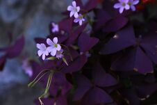 Beautifu Fllowers Of Purple Shamrock Oxalis Triangularis Royalty Free Stock Images