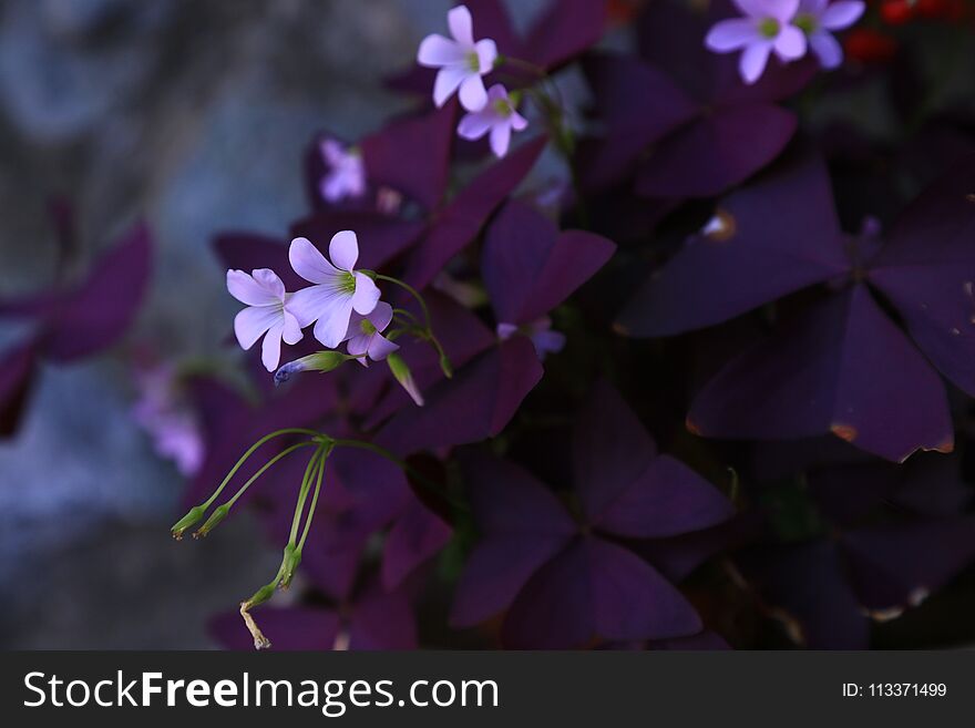 Beautifu Fllowers of Purple Shamrock Oxalis triangularis