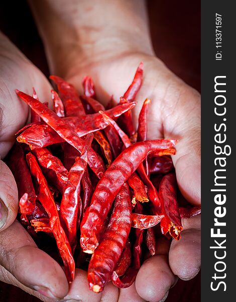 Dried chili peppers in a woman hands