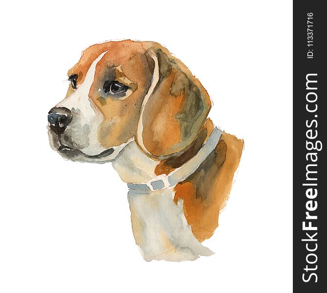 Beagle - hand painted, isolated on white background watercolor dog portrait. Beagle - hand painted, isolated on white background watercolor dog portrait