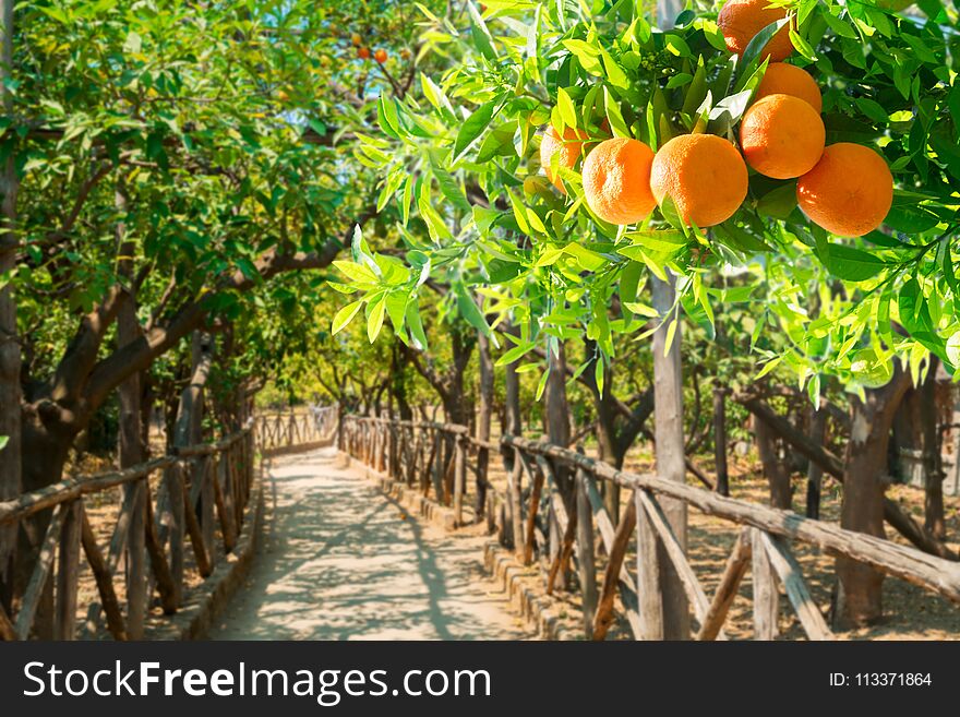 Garden passage with tangerine tree branches in green garden. Garden passage with tangerine tree branches in green garden