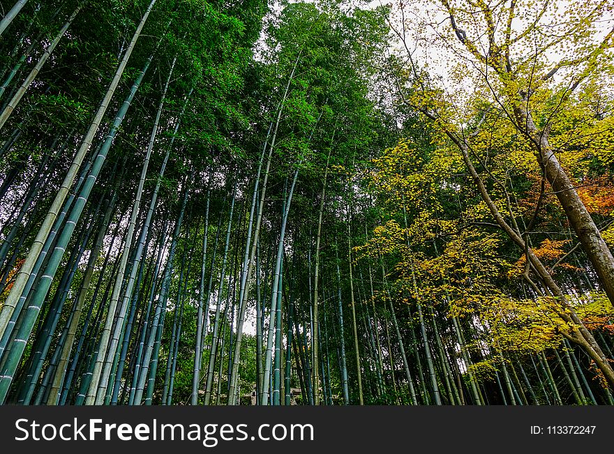 Autumn garden with bamboo and maple trees in Kyoto, Japan. Autumn garden with bamboo and maple trees in Kyoto, Japan.