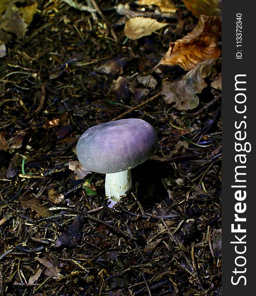 Fungus, Mushroom, Agaricaceae, Penny Bun