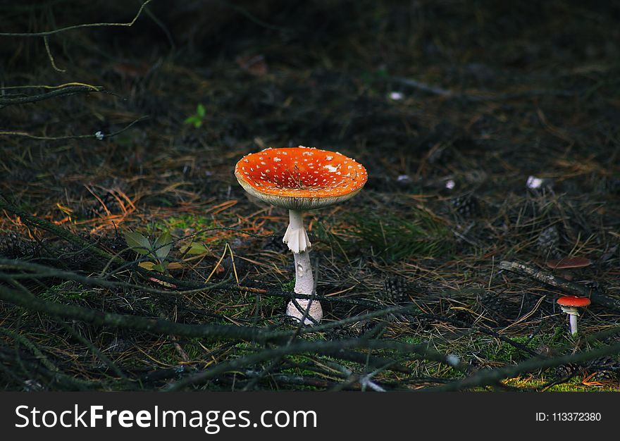 Mushroom, Fungus, Agaric, Medicinal Mushroom