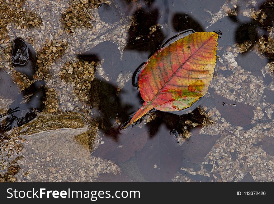 Leaf, Water, Invertebrate, Organism