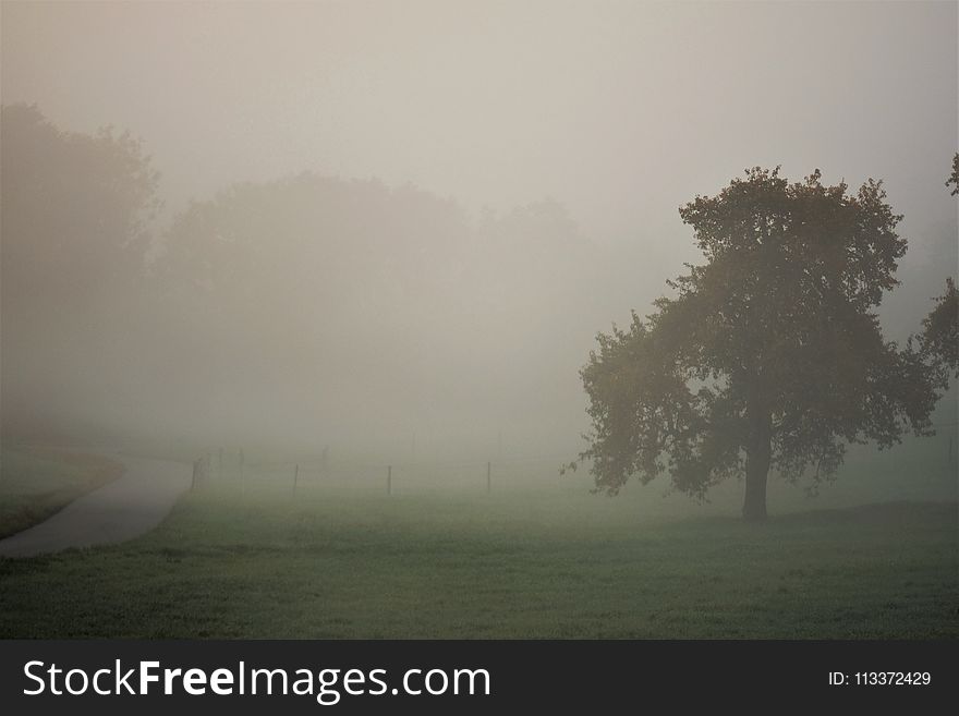 Fog, Mist, Atmosphere, Morning