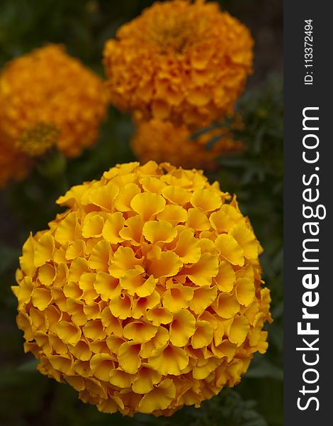 Yellow, Flower, Lantana Camara, Annual Plant