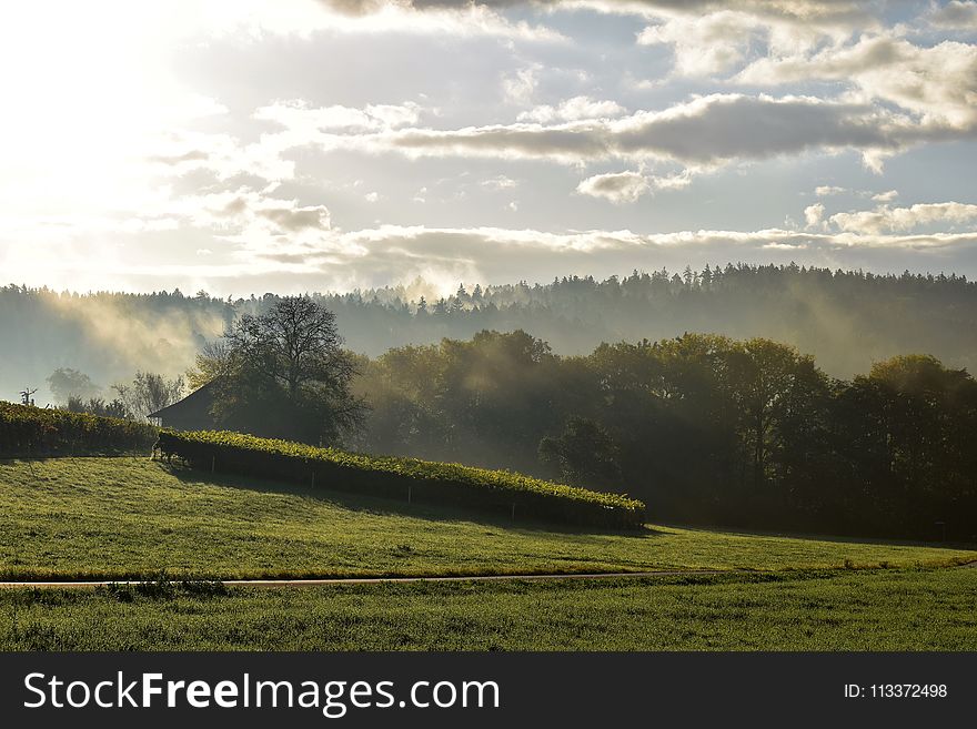 Sky, Field, Morning, Grassland