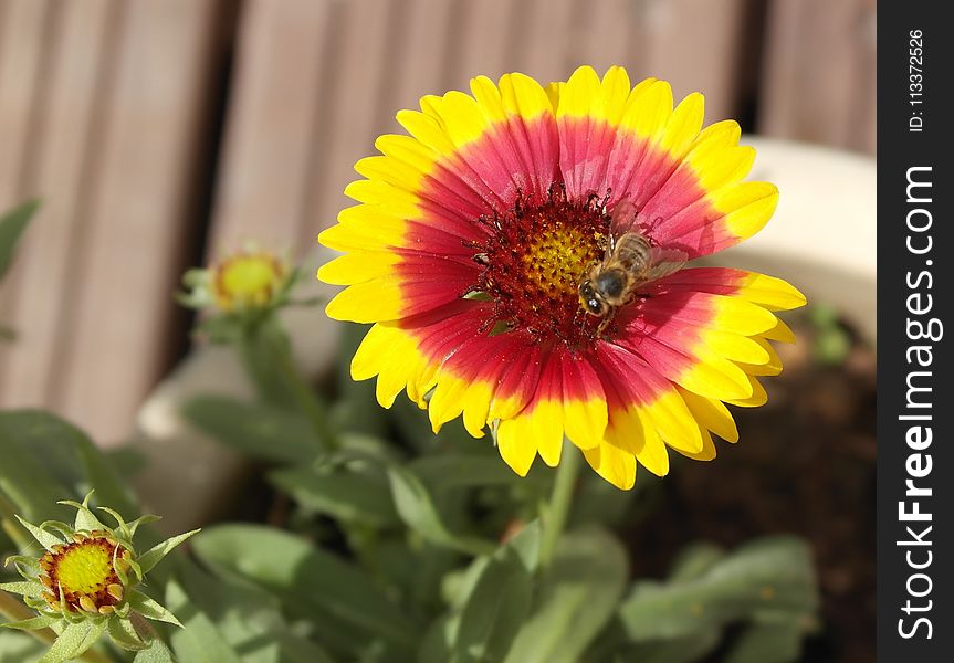 Flower, Blanket Flowers, Nectar, Pollen