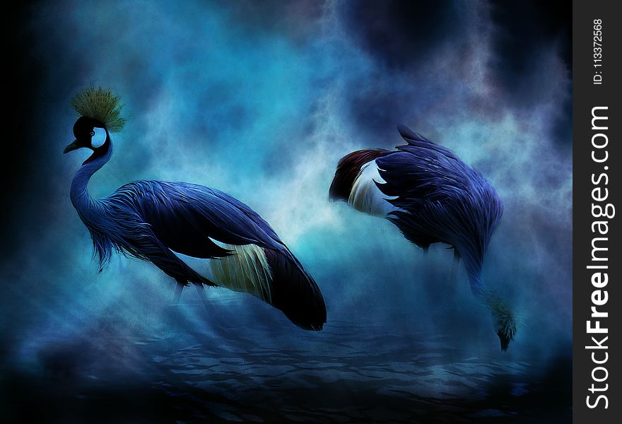 Water Bird, Beak, Feather, Darkness