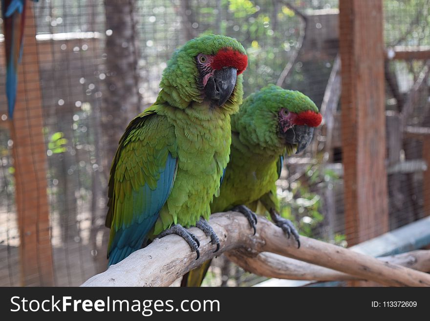 Bird, Parrot, Fauna, Macaw