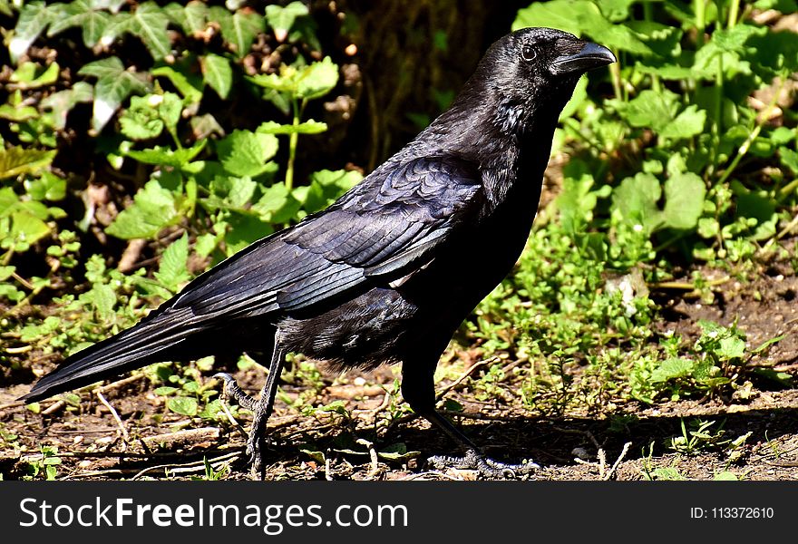 Bird, Crow, American Crow, Crow Like Bird