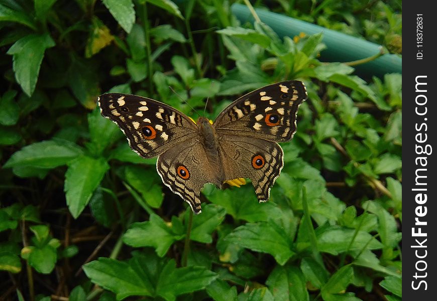 Butterfly, Moths And Butterflies, Insect, Brush Footed Butterfly